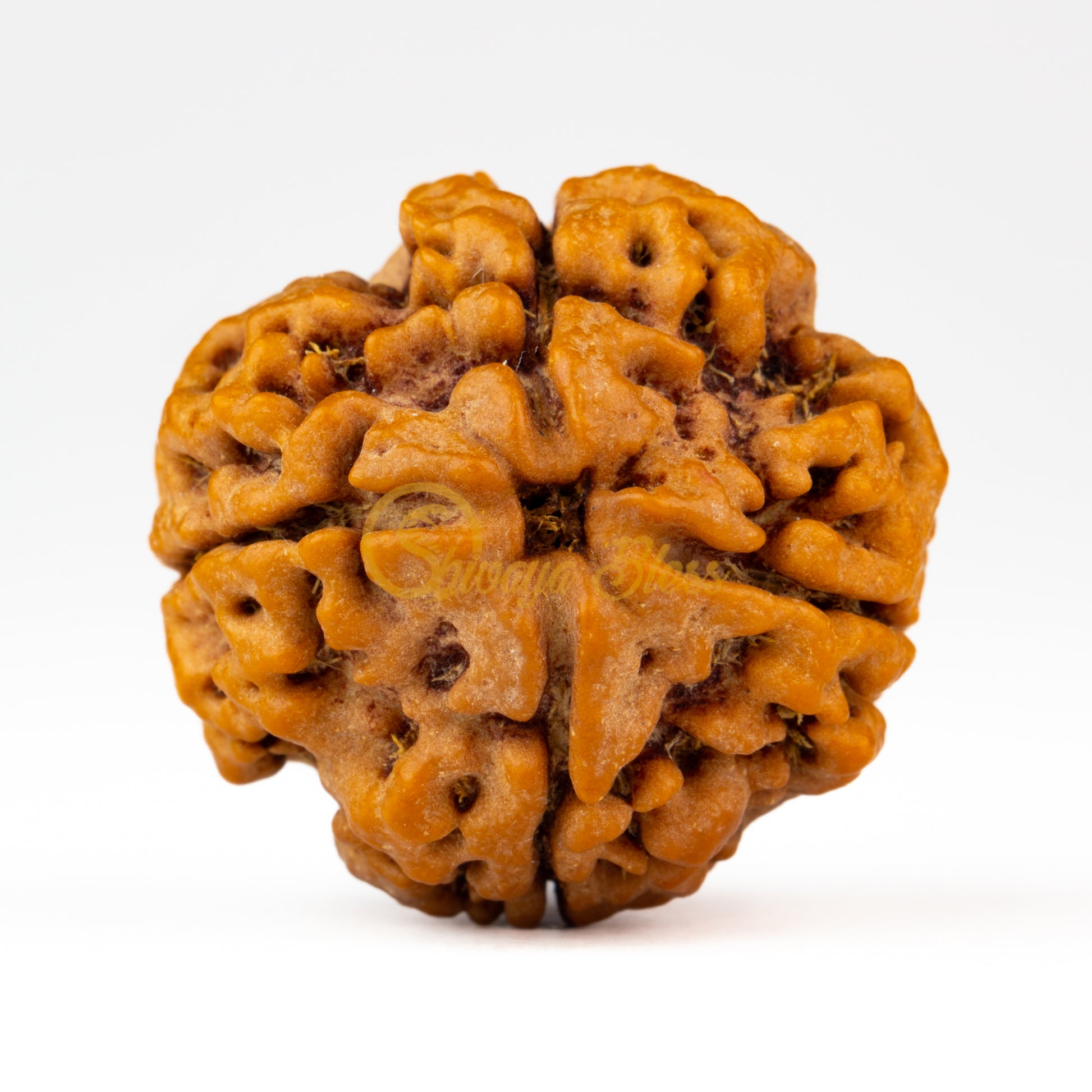 Front view of a large Nepal 4 mukhi Rudraksha bead, displayed against a white background