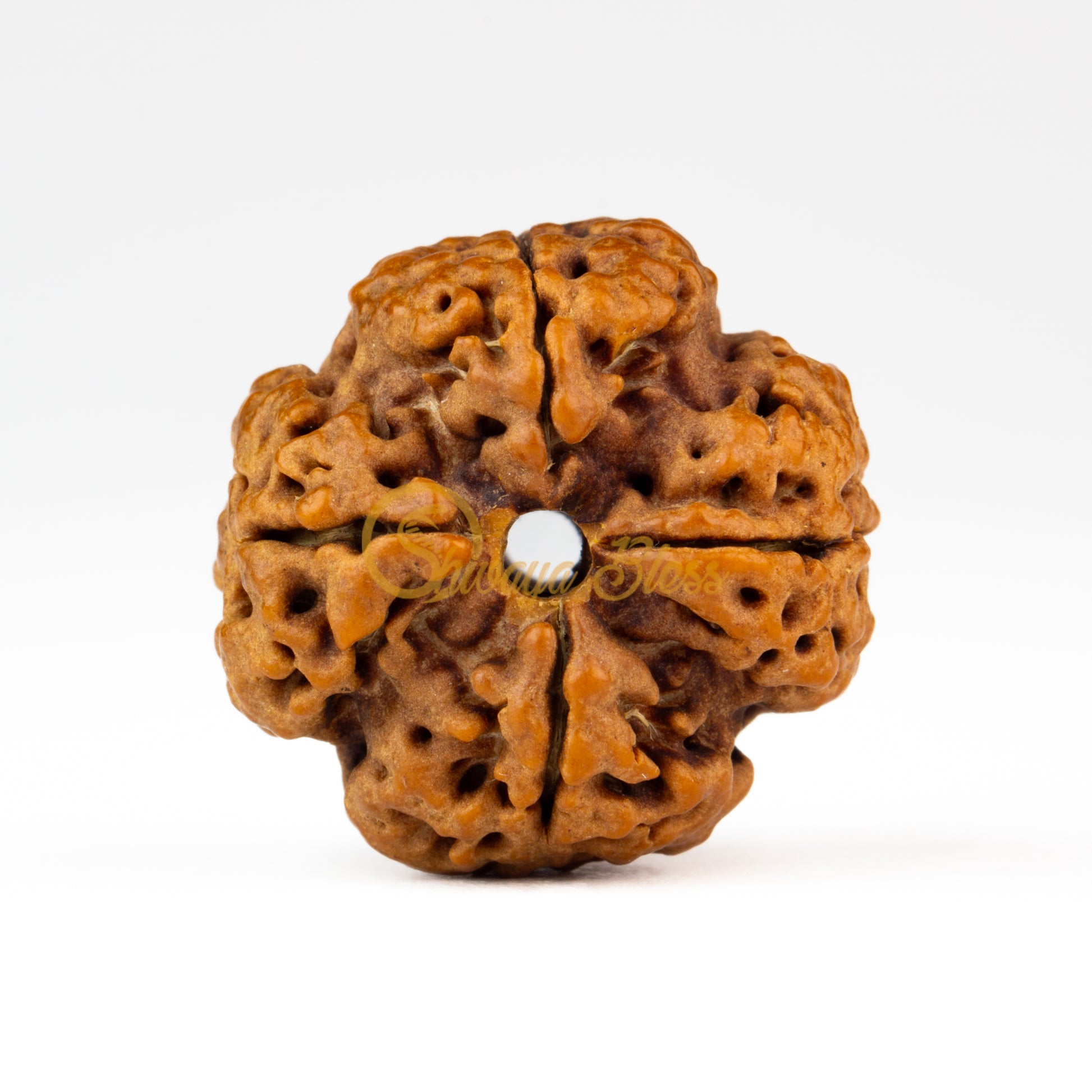 Back view of a regular Nepal 4 mukhi Rudraksha bead, displayed against a white background