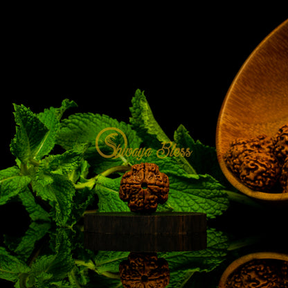 Front view of a regular Nepal 4 mukhi Rudraksha bead, displayed against a black background