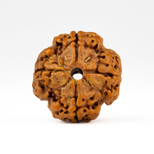 Front view of a regular Nepal 4 mukhi Rudraksha bead, displayed against a white background