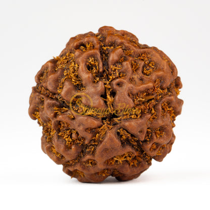 Front view of a grand ASEAN 5 mukhi Rudraksha bead, displayed against a white background