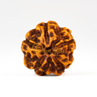 Front view of a large ASEAN 5 mukhi Rudraksha bead, displayed against a white background