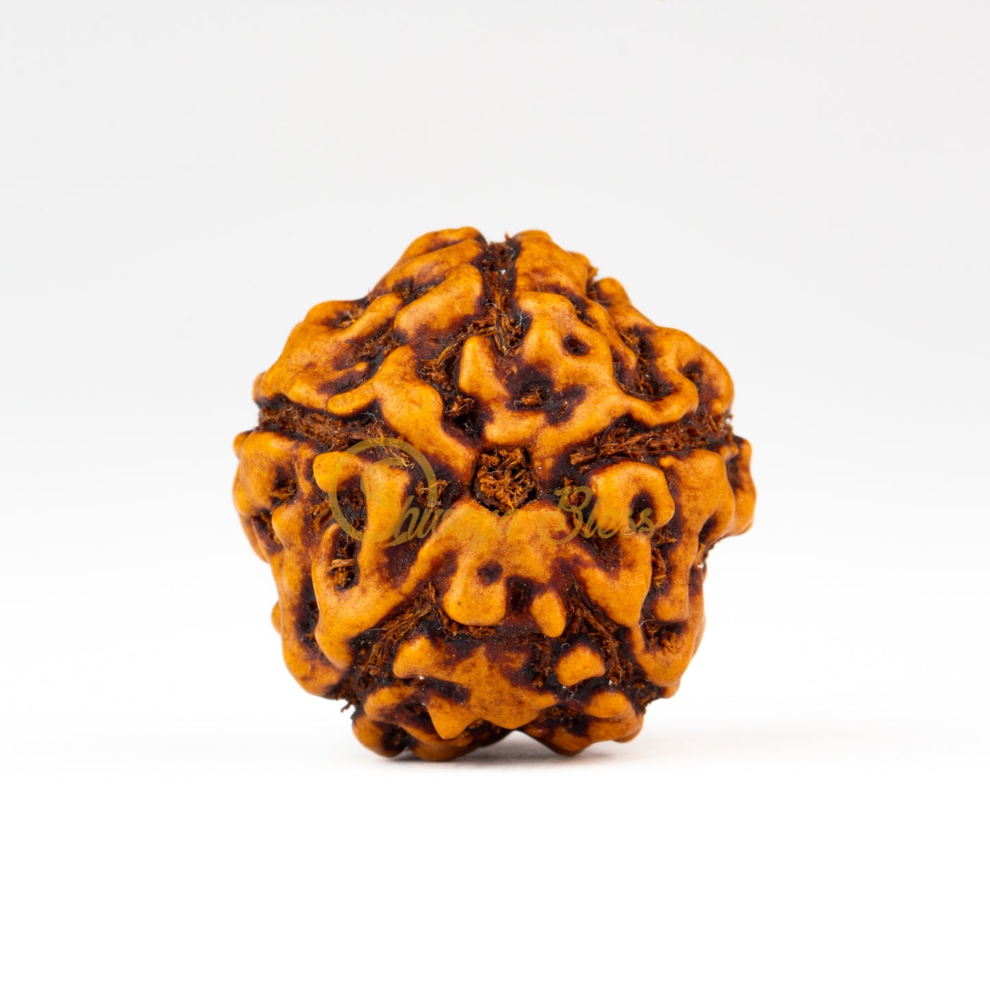 Front view of a regular ASEAN 5 mukhi Rudraksha bead, displayed against a white background