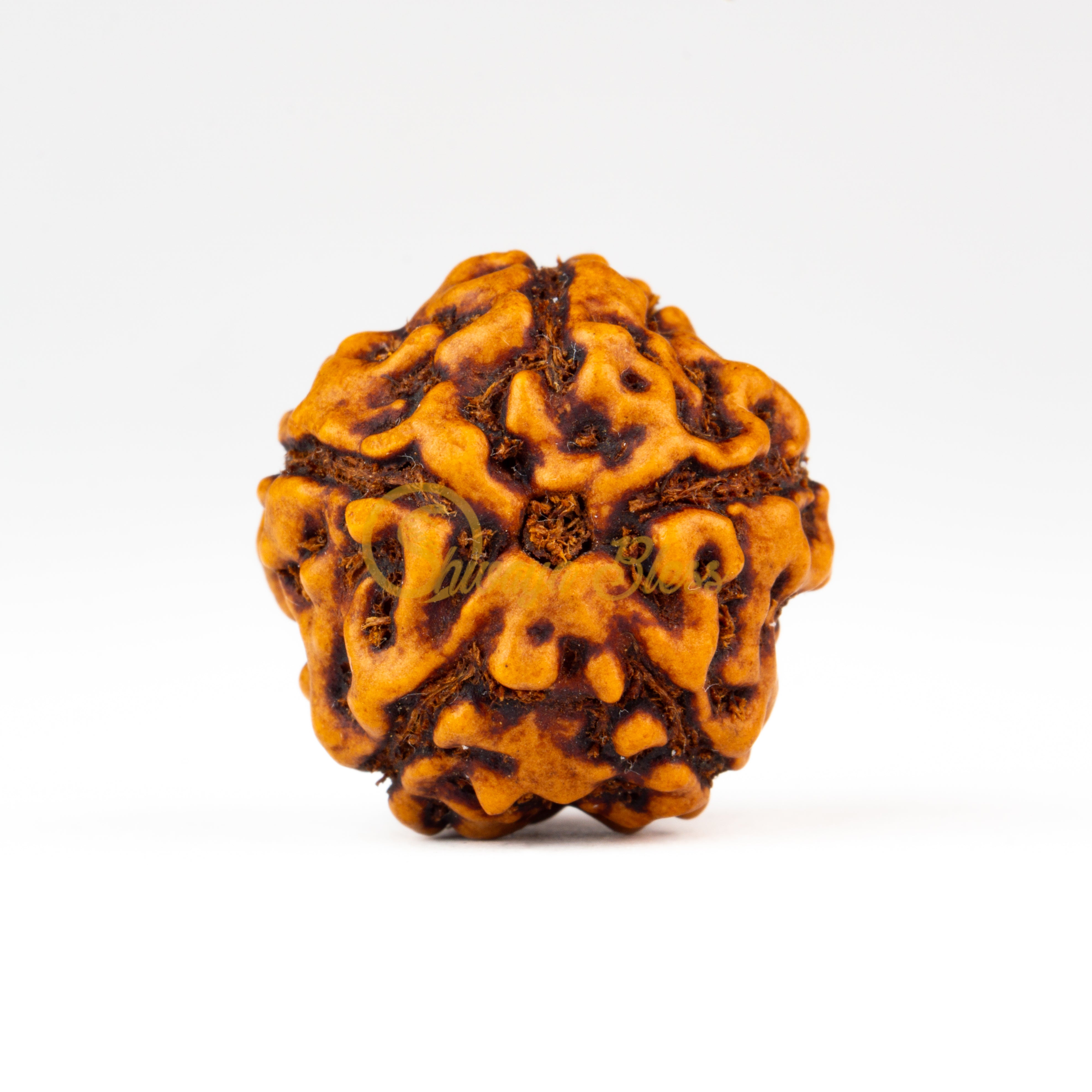 Front view of a regular ASEAN 5 mukhi Rudraksha bead, displayed against a white background