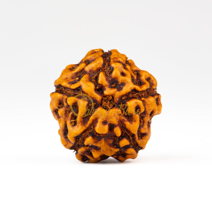 Front view of a regular ASEAN 5 mukhi Rudraksha bead, displayed against a white background
