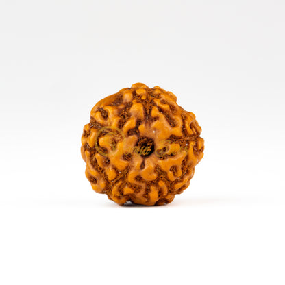 Front view of a small ASEAN 5 mukhi Rudraksha bead, displayed against a white background
