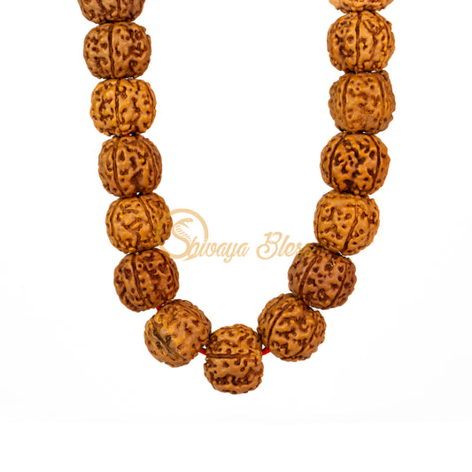 Front view of a small ASEAN 5 mukhi Rudraksha mala necklace, hanging against a white background