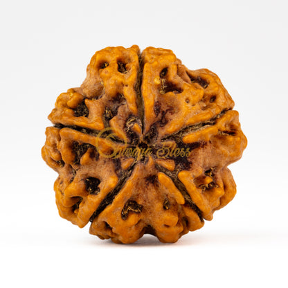 Back view of a large Nepal 5 mukhi Rudraksha bead, displayed against a white background