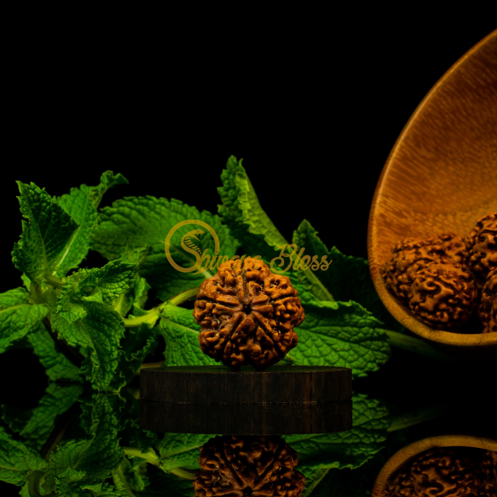 Front view of a large Nepal 5 mukhi Rudraksha bead, displayed against a black background