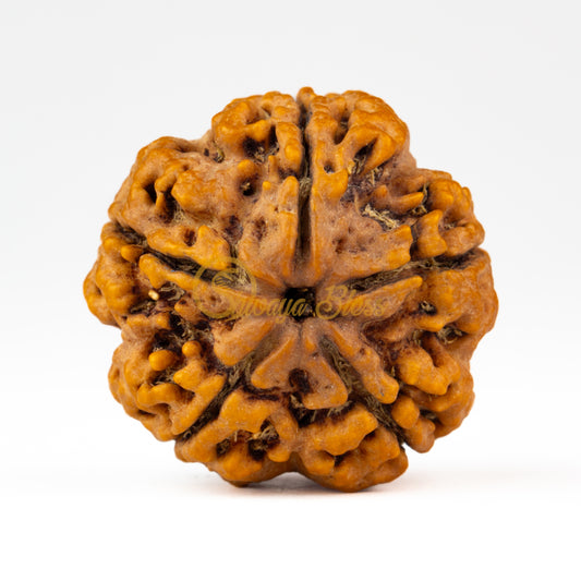 Front view of a large Nepal 5 mukhi Rudraksha bead, displayed against a white background