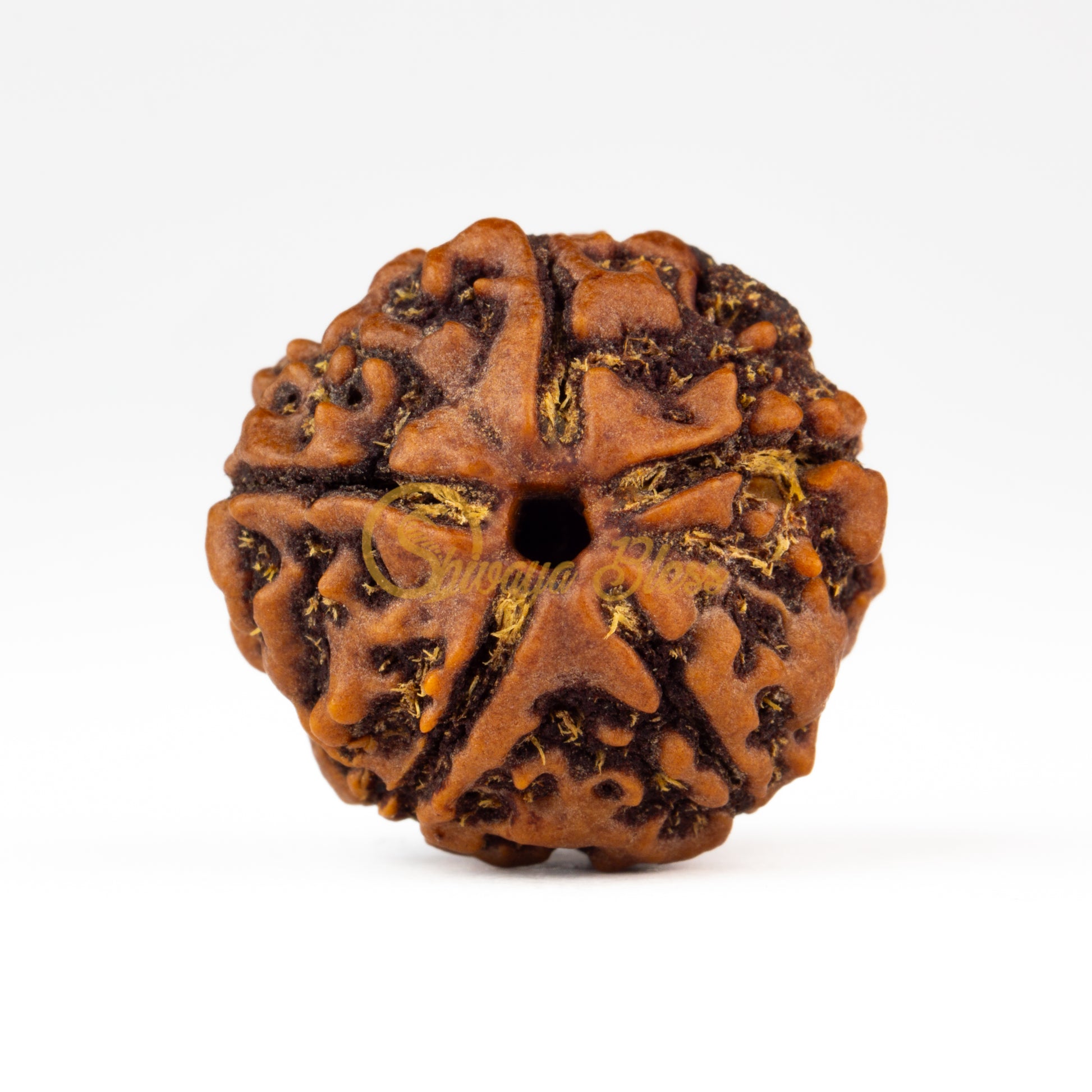 Front view of a regular Nepal 5 mukhi Rudraksha bead, displayed against a white background