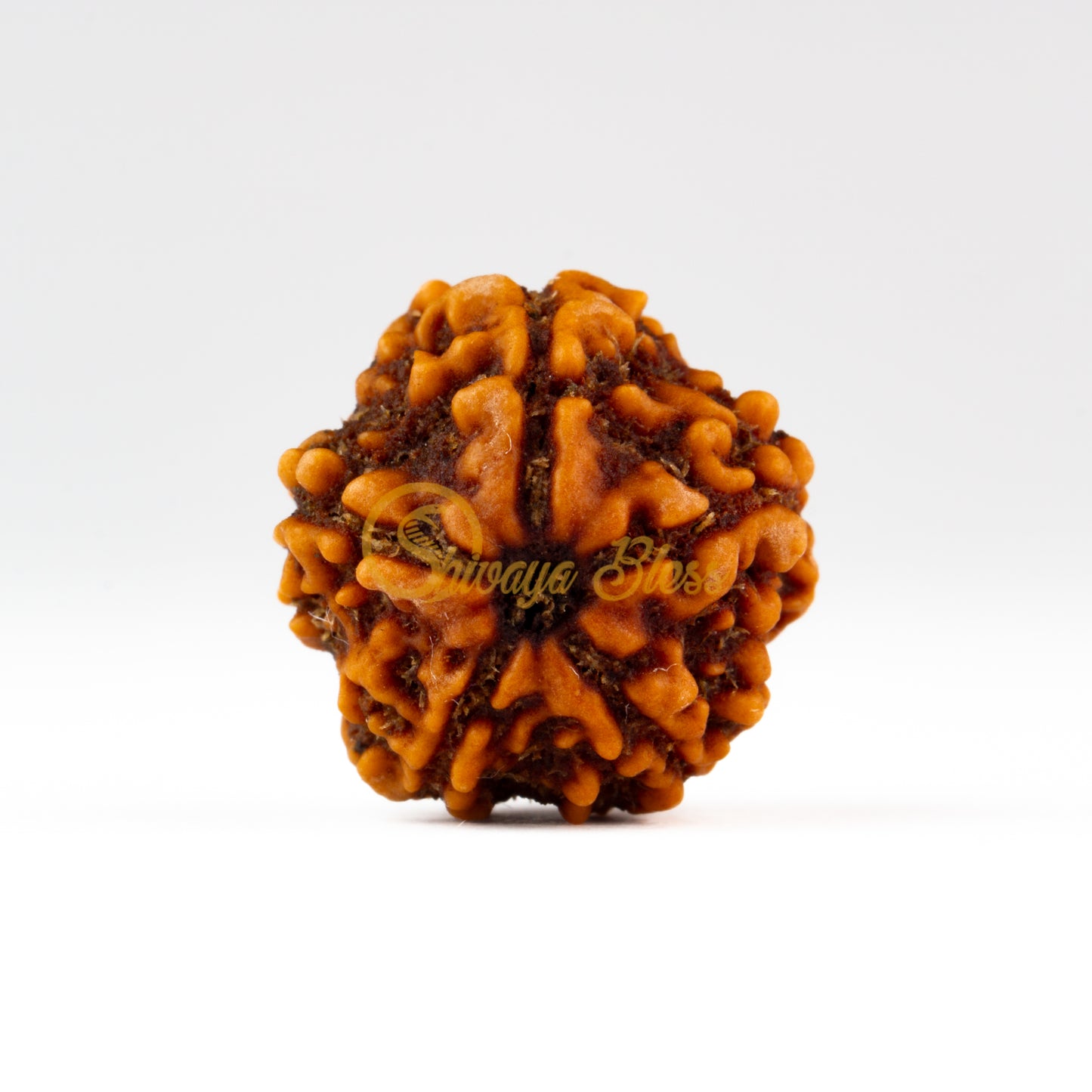 Front view of a small Nepal 5 mukhi Rudraksha bead, displayed against a white background