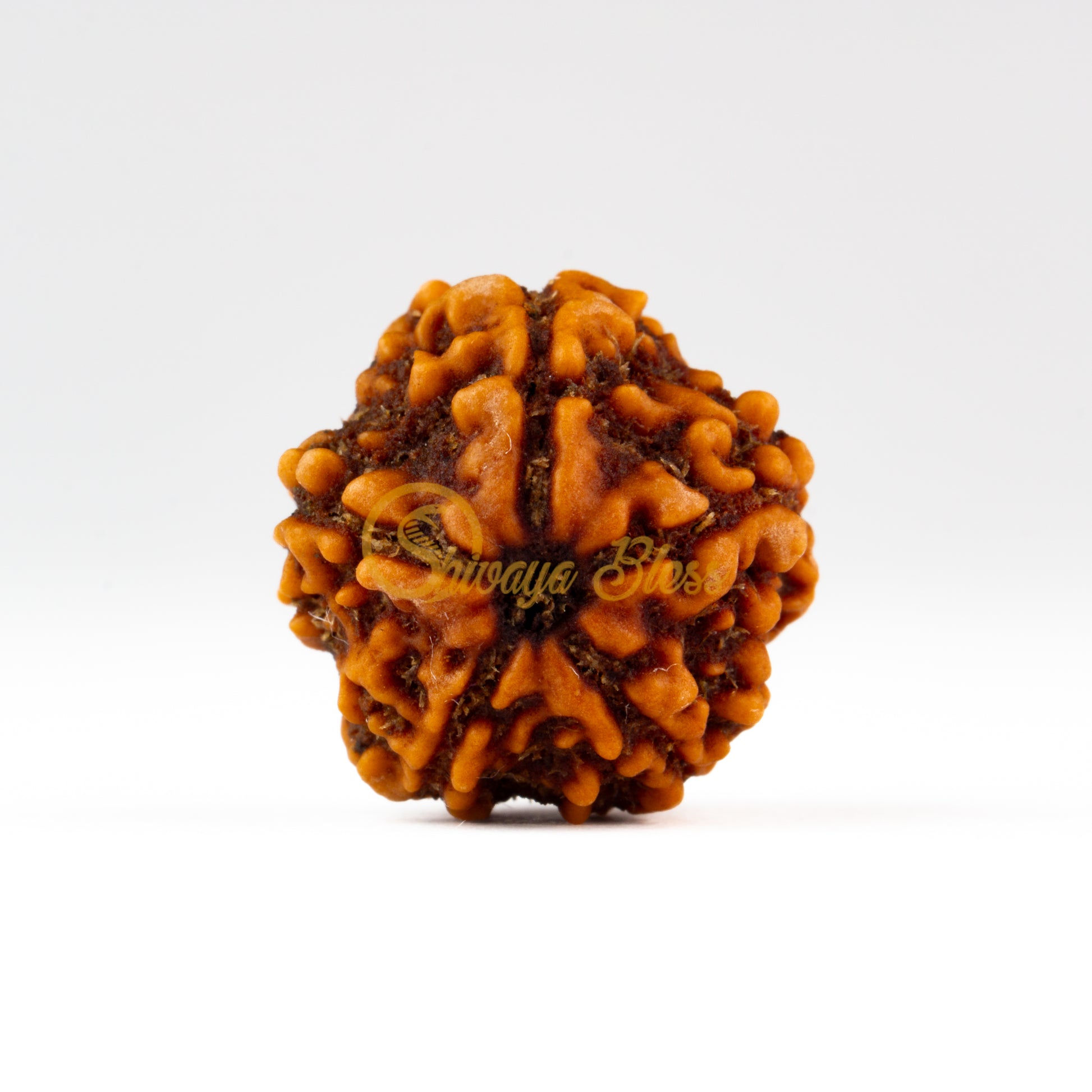 Front view of a small Nepal 5 mukhi Rudraksha bead, displayed against a white background