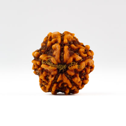 Front view of a small Nepal 5 mukhi Rudraksha bead, displayed against a white background