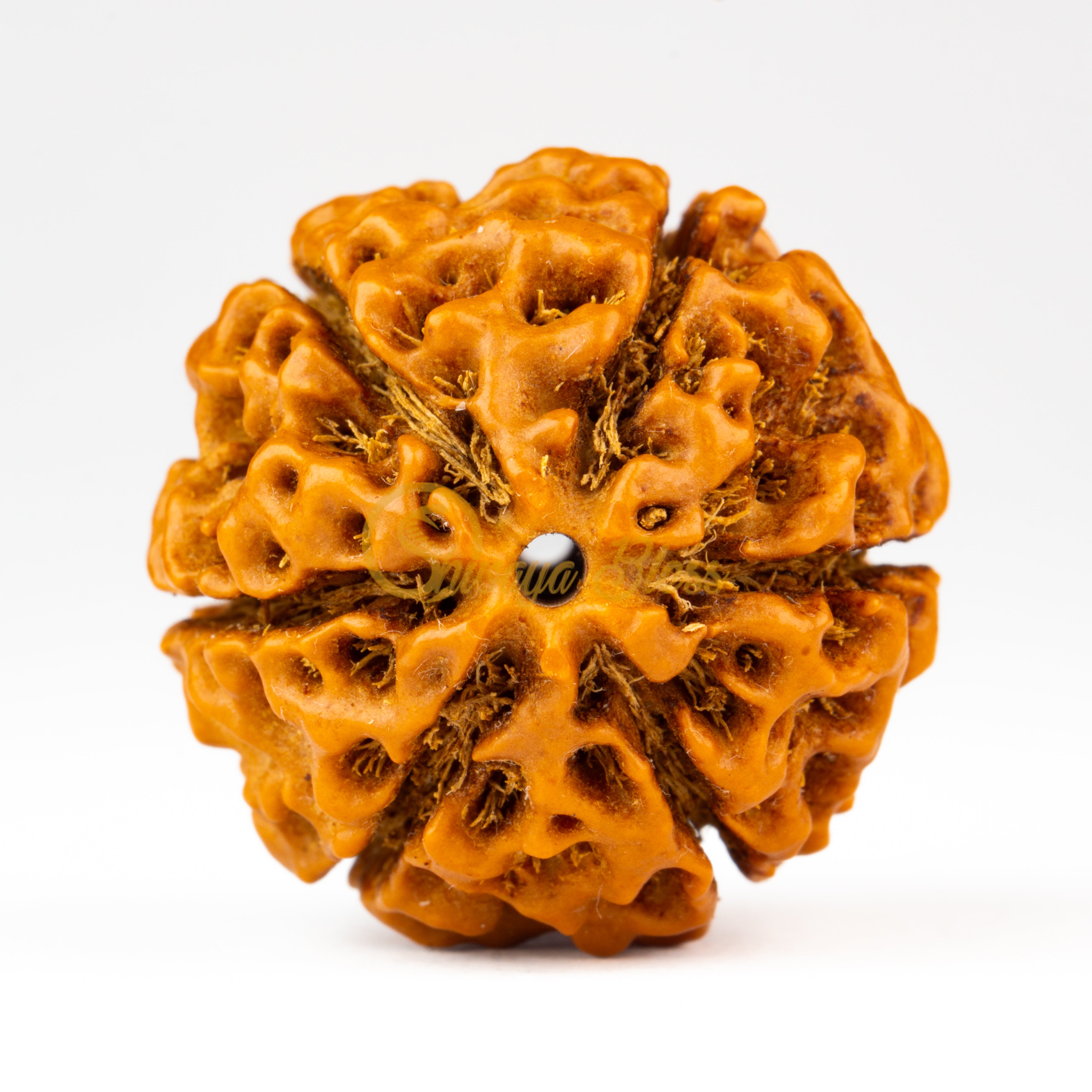Front view of a grand ASEAN 6 mukhi Rudraksha bead, displayed against a white background