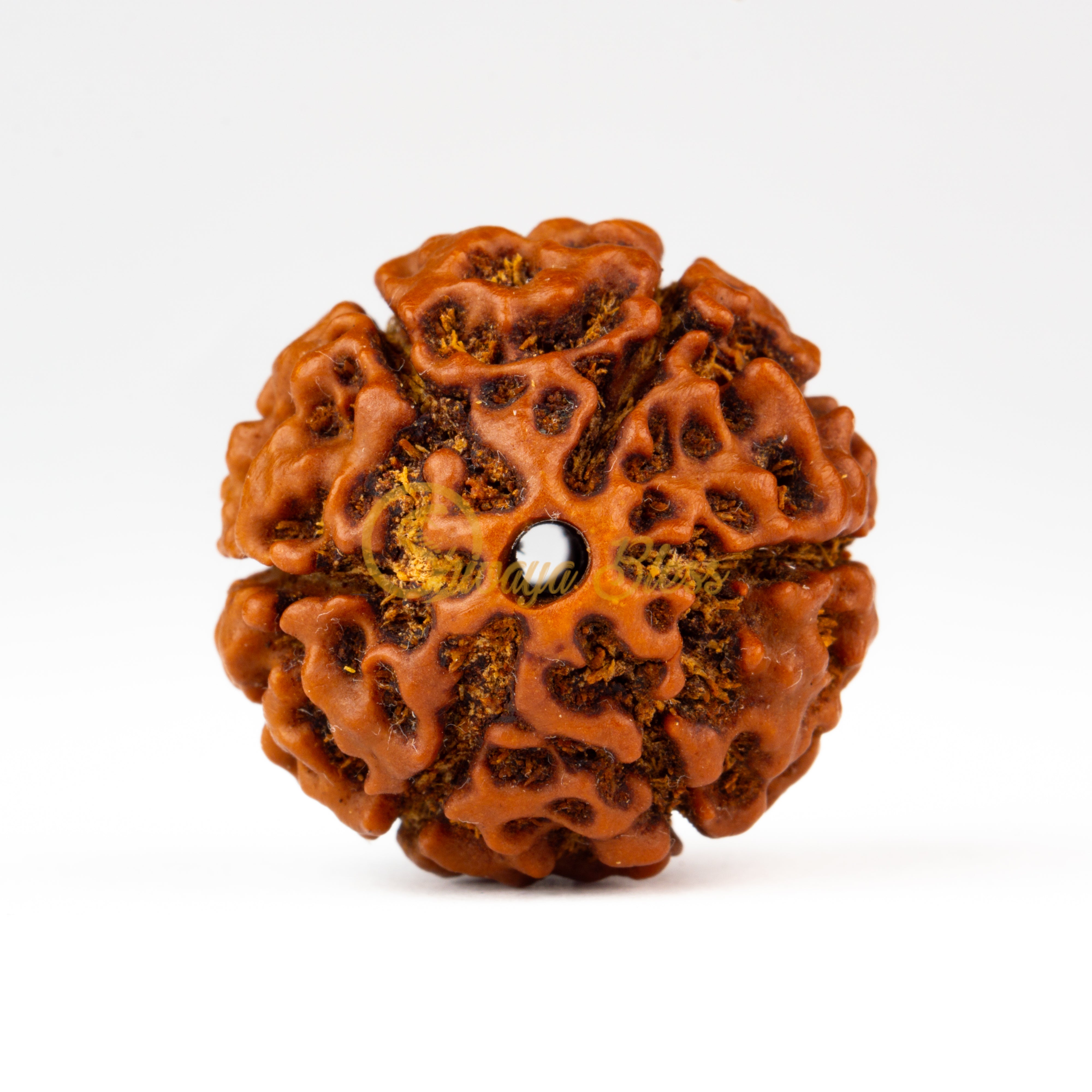 Front view of a large ASEAN 6 mukhi Rudraksha bead, displayed against a white background