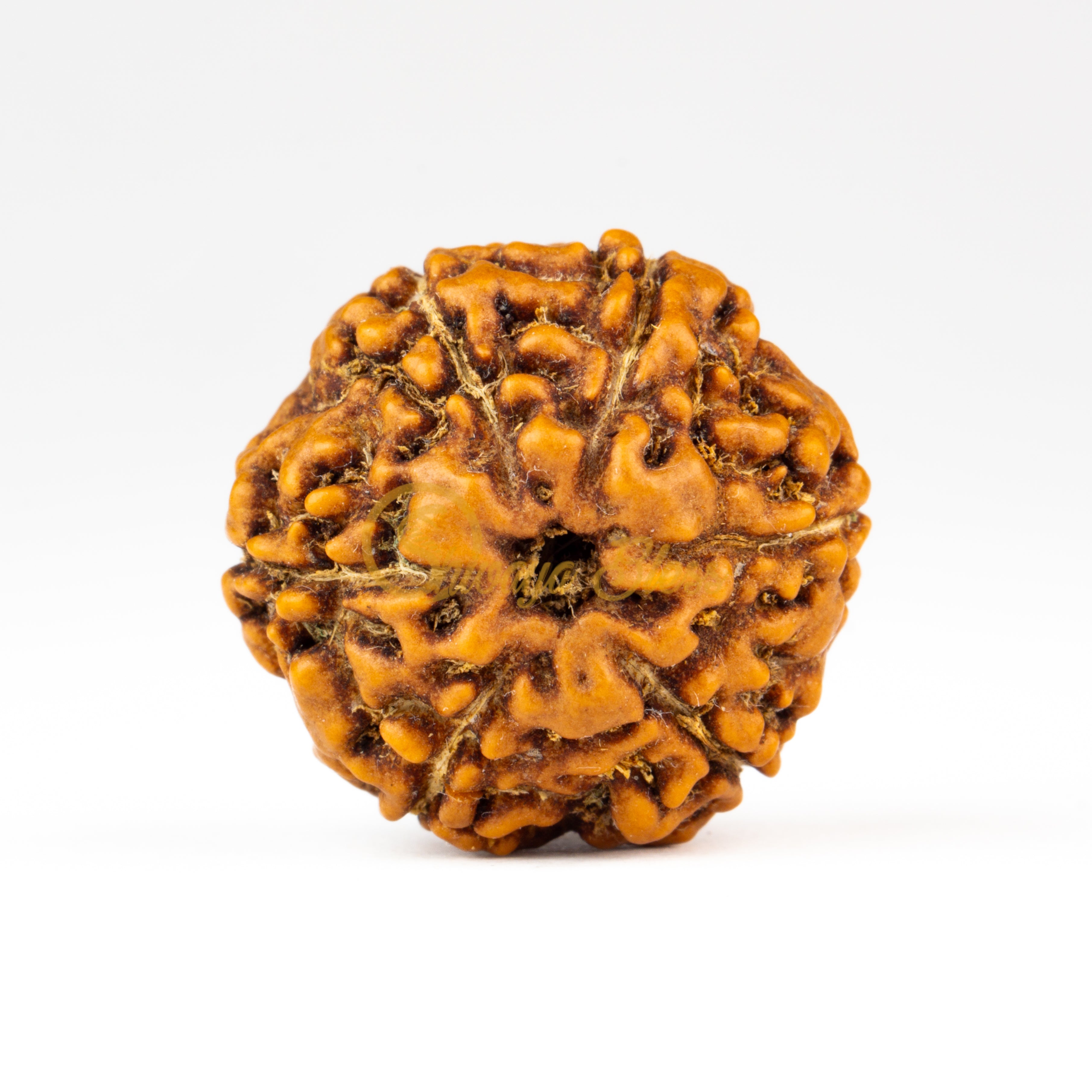 Front view of a regular ASEAN 6 mukhi Rudraksha bead, displayed against a white background