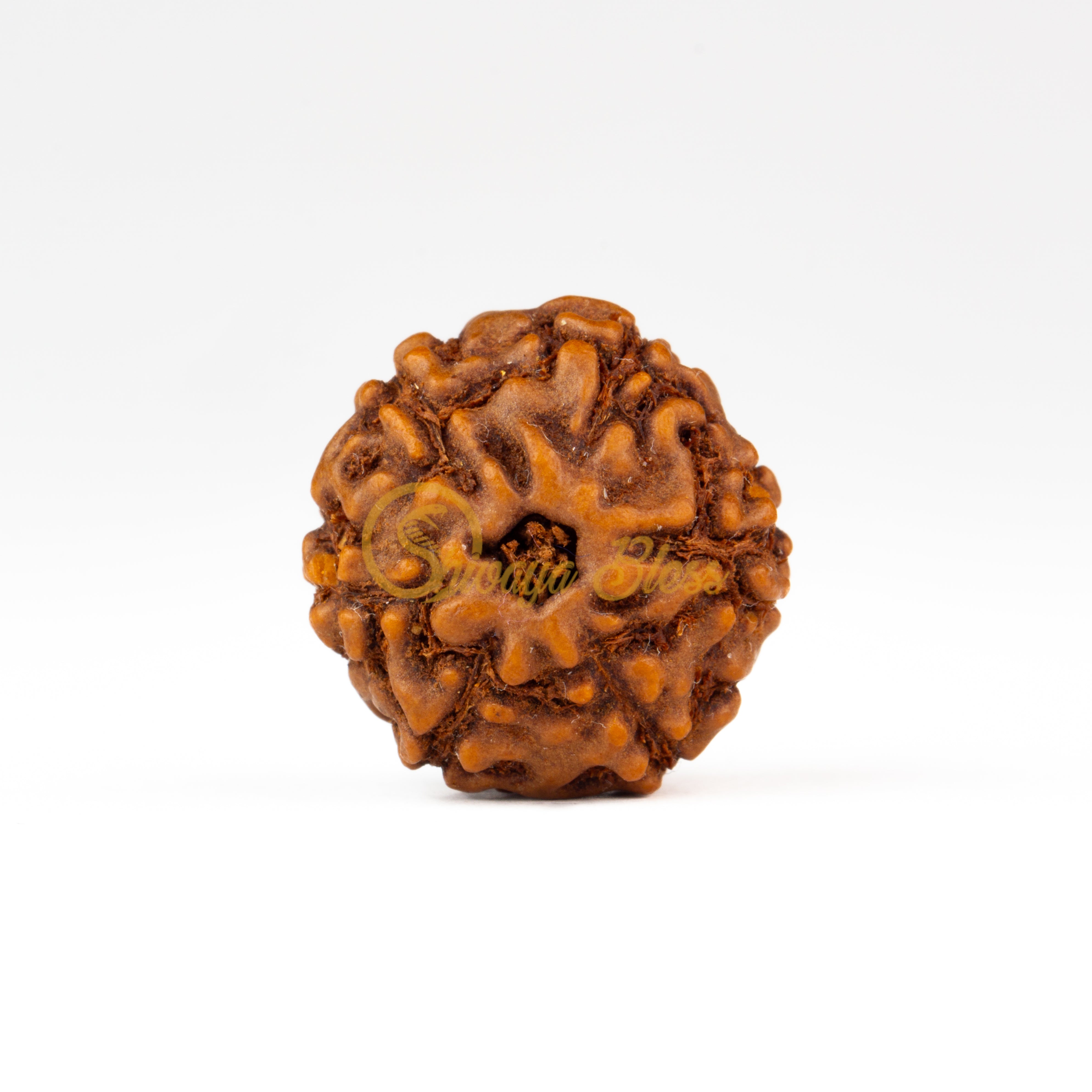 Front view of a small ASEAN 6 mukhi Rudraksha bead, displayed against a white background