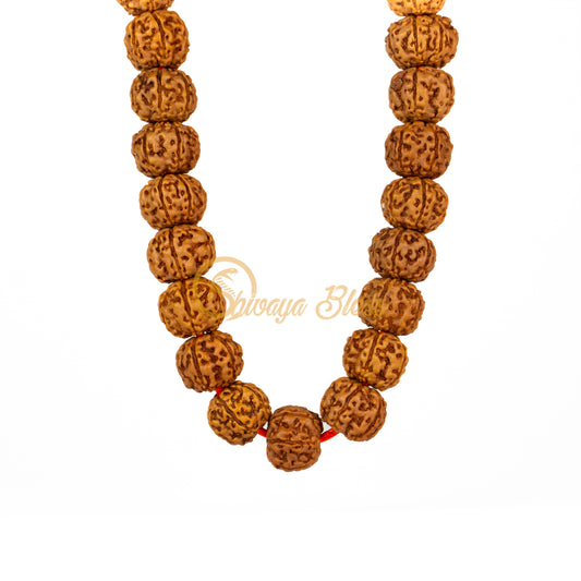 Front view of a small ASEAN 6 mukhi Rudraksha mala necklace, hanging against a white background