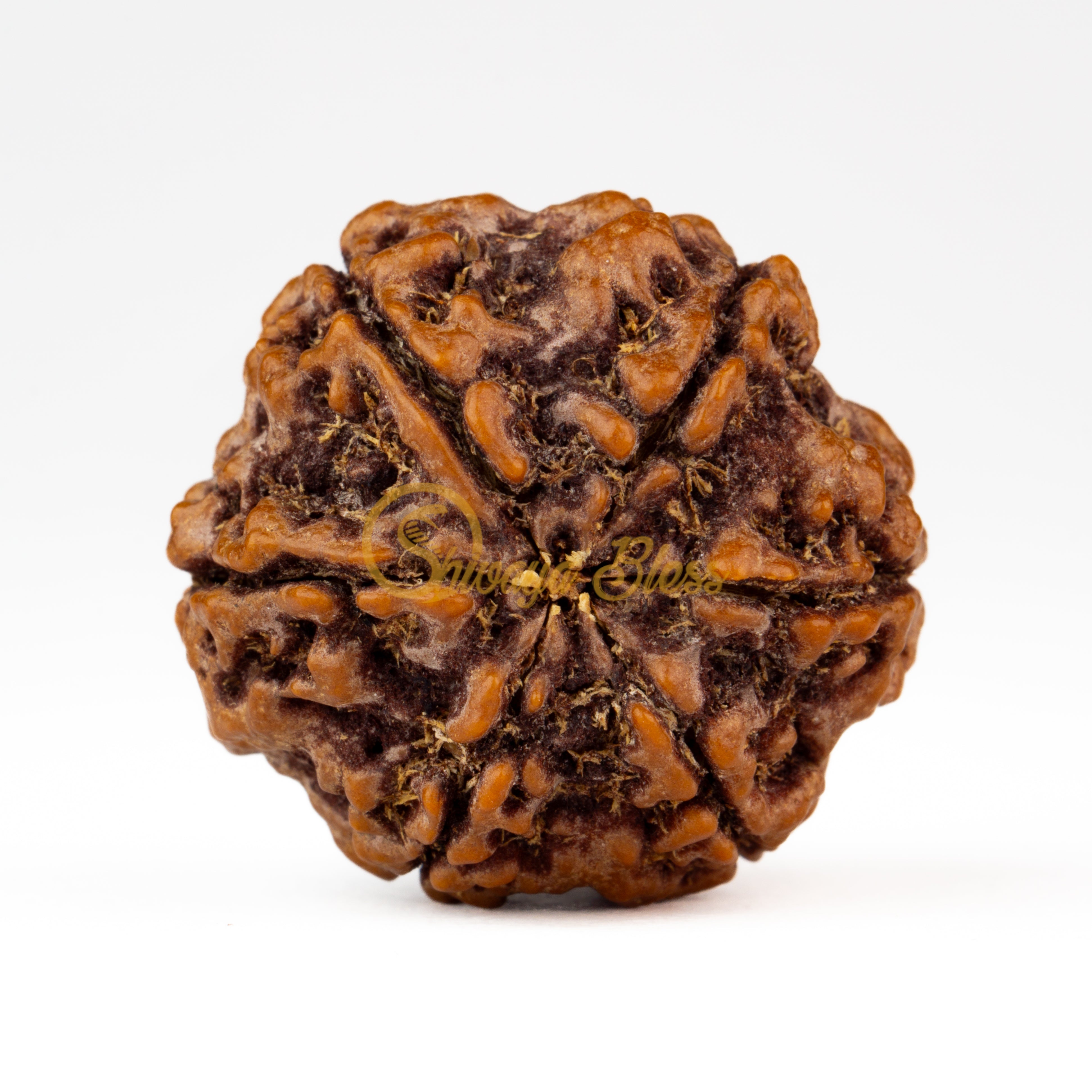 Back view of a large Nepal 6 mukhi Rudraksha bead, displayed against a white background