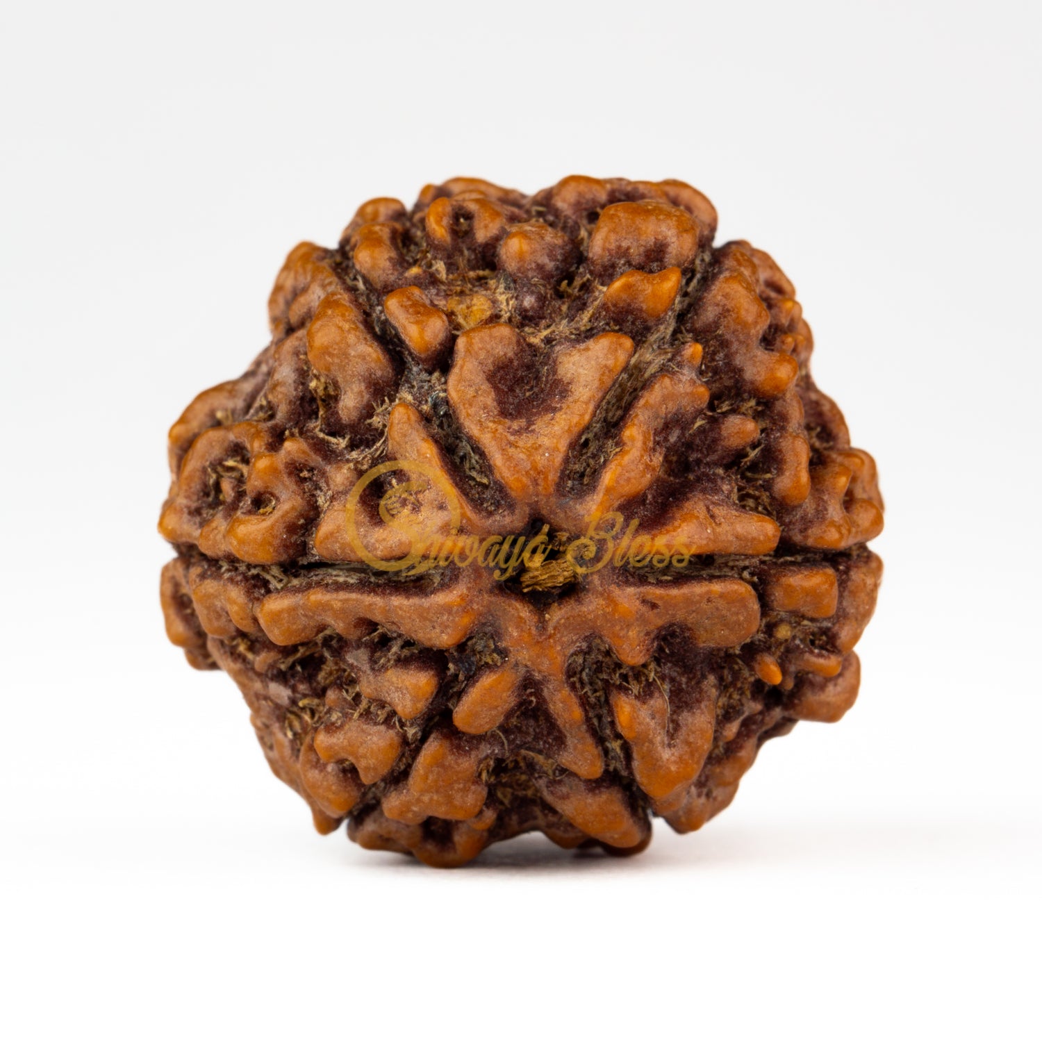 Front view of a large Nepal 6 mukhi Rudraksha bead, displayed against a white background