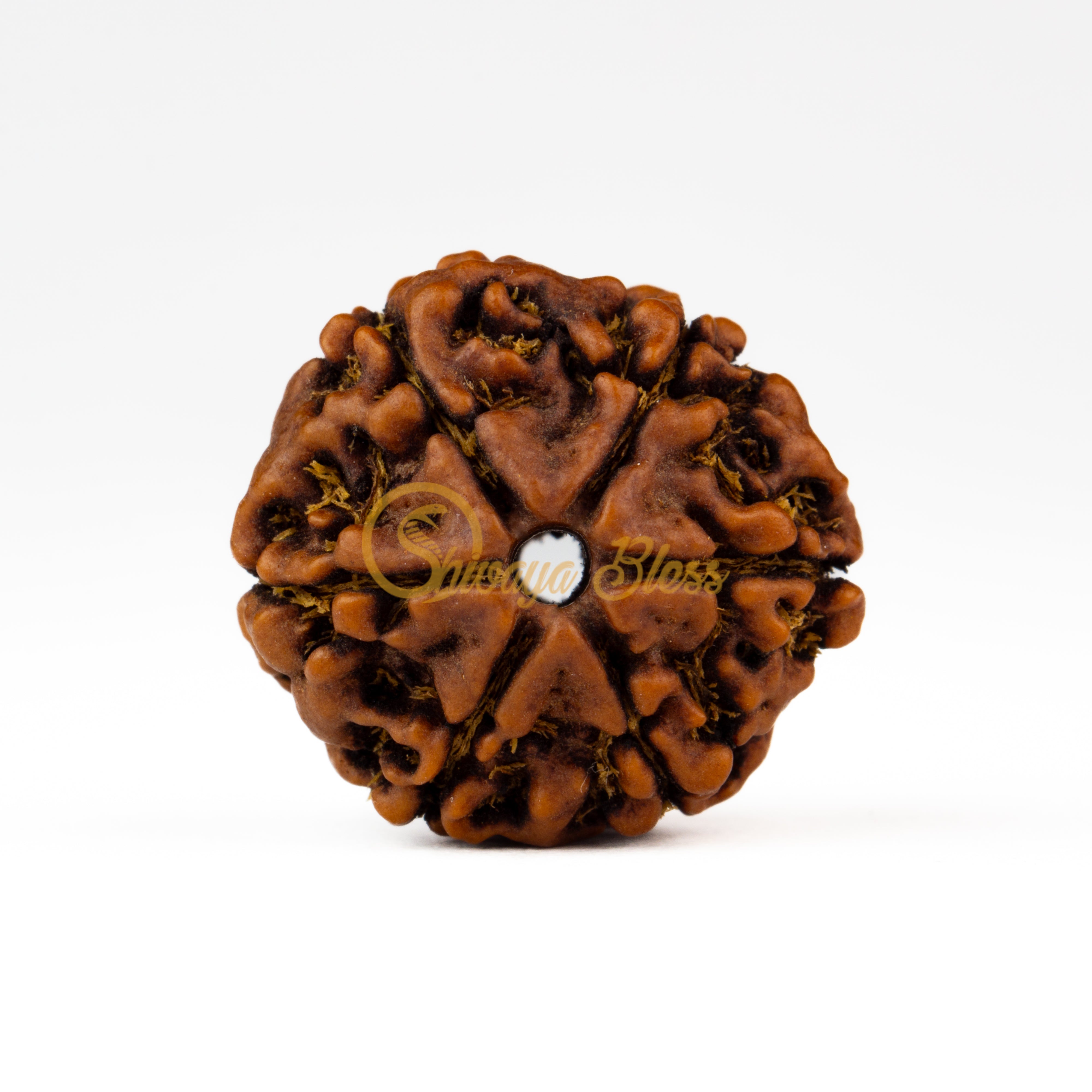 Front view of a regular Nepal 6 mukhi Rudraksha bead, displayed against a white background
