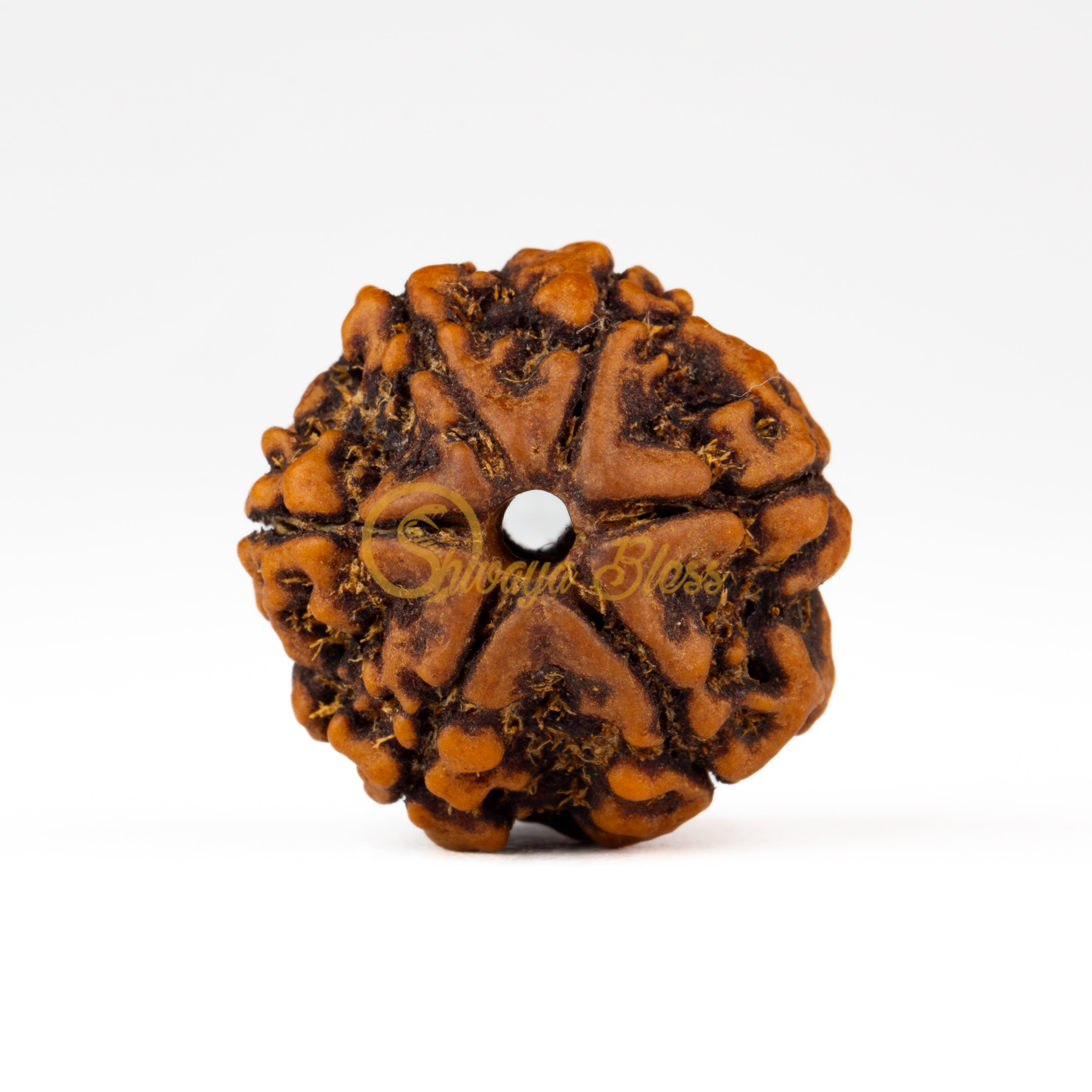 Front view of a small Nepal 6 mukhi Rudraksha bead, displayed against a white background