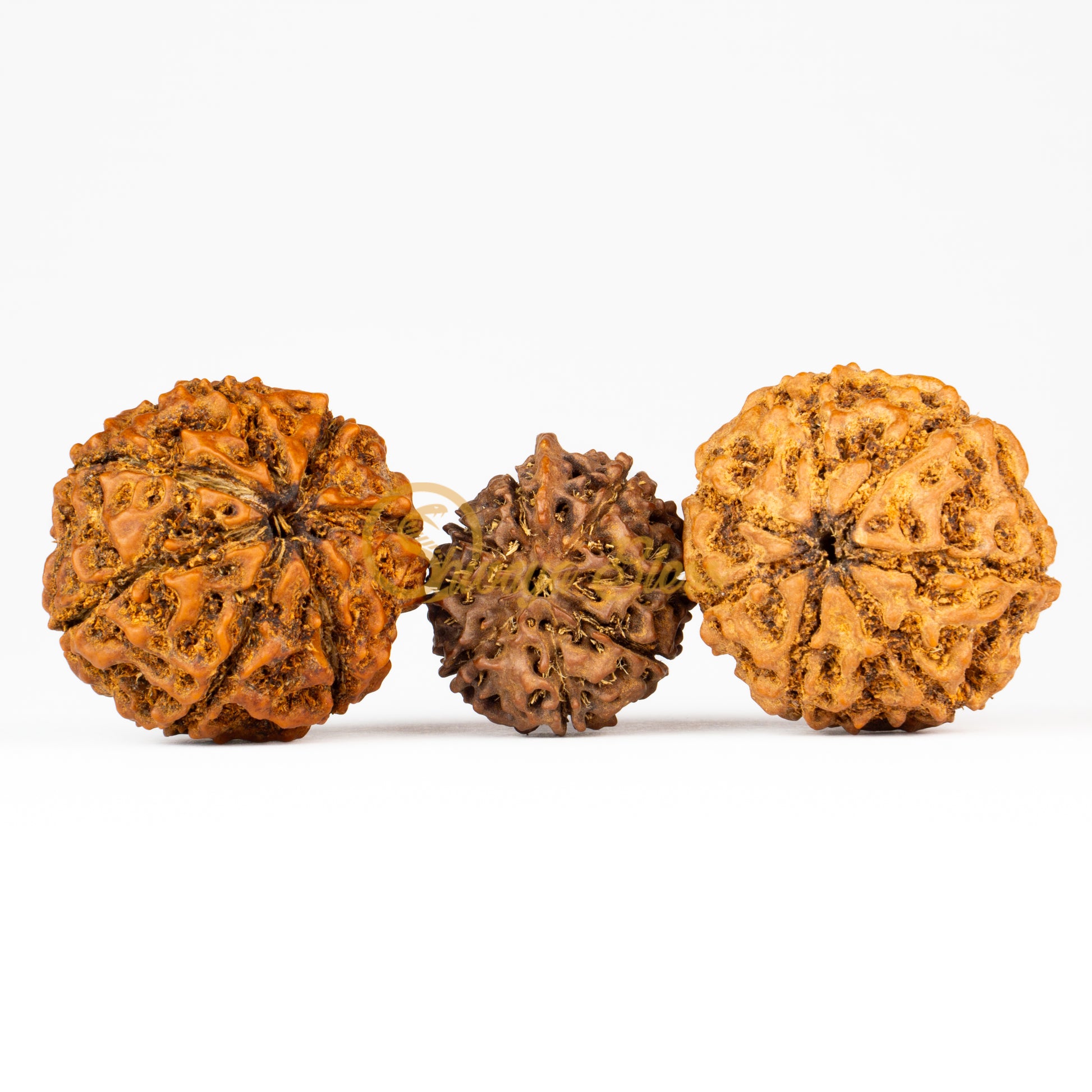 Front view of a grand ASEAN 7-7-Ganesha Rudraksha combination, displayed against a white background