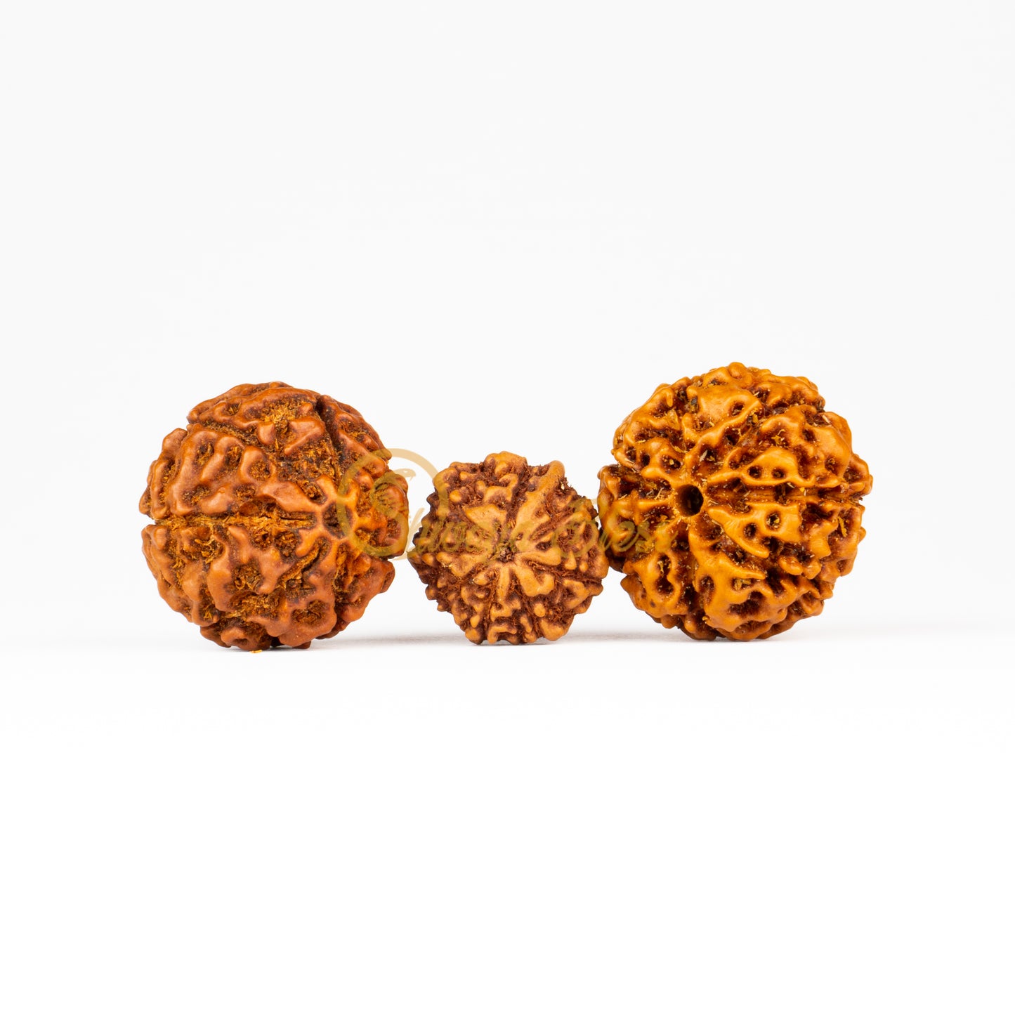 Front view of a large ASEAN 7-7-Ganesha Rudraksha combination, displayed against a white background