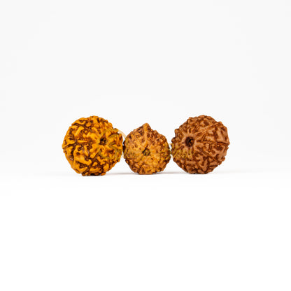 Front view of a regular ASEAN 7-7-Ganesha Rudraksha combination, displayed against a white background