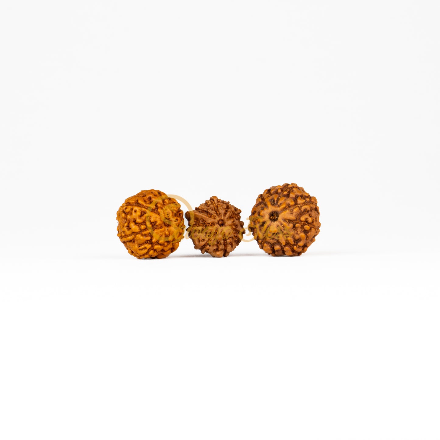 Front view of a small ASEAN 7-7-Ganesha Rudraksha combination, displayed against a white background