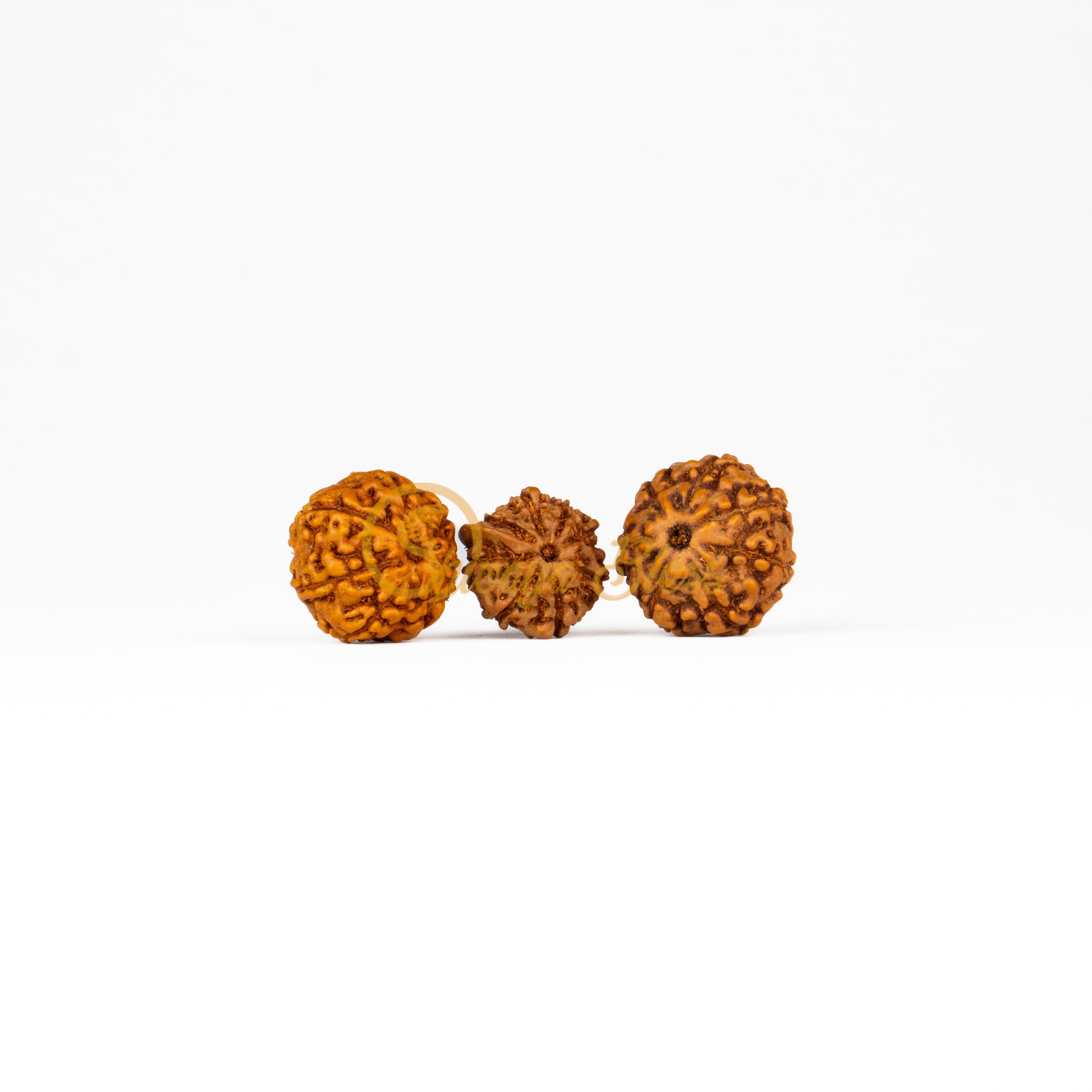 Front view of a small ASEAN 7-7-Ganesha Rudraksha combination, displayed against a white background