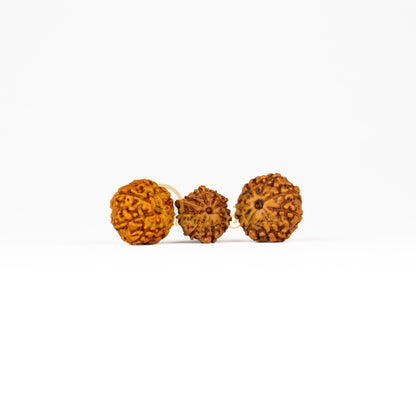 Front view of a small ASEAN 7-7-Ganesha Rudraksha combination, displayed against a white background