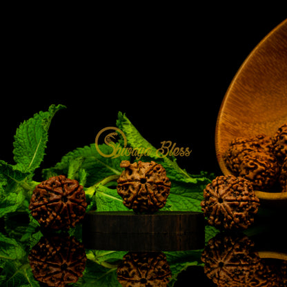 Front view of a large Nepal 7-7-Ganesha Rudraksha combination, displayed against a black background