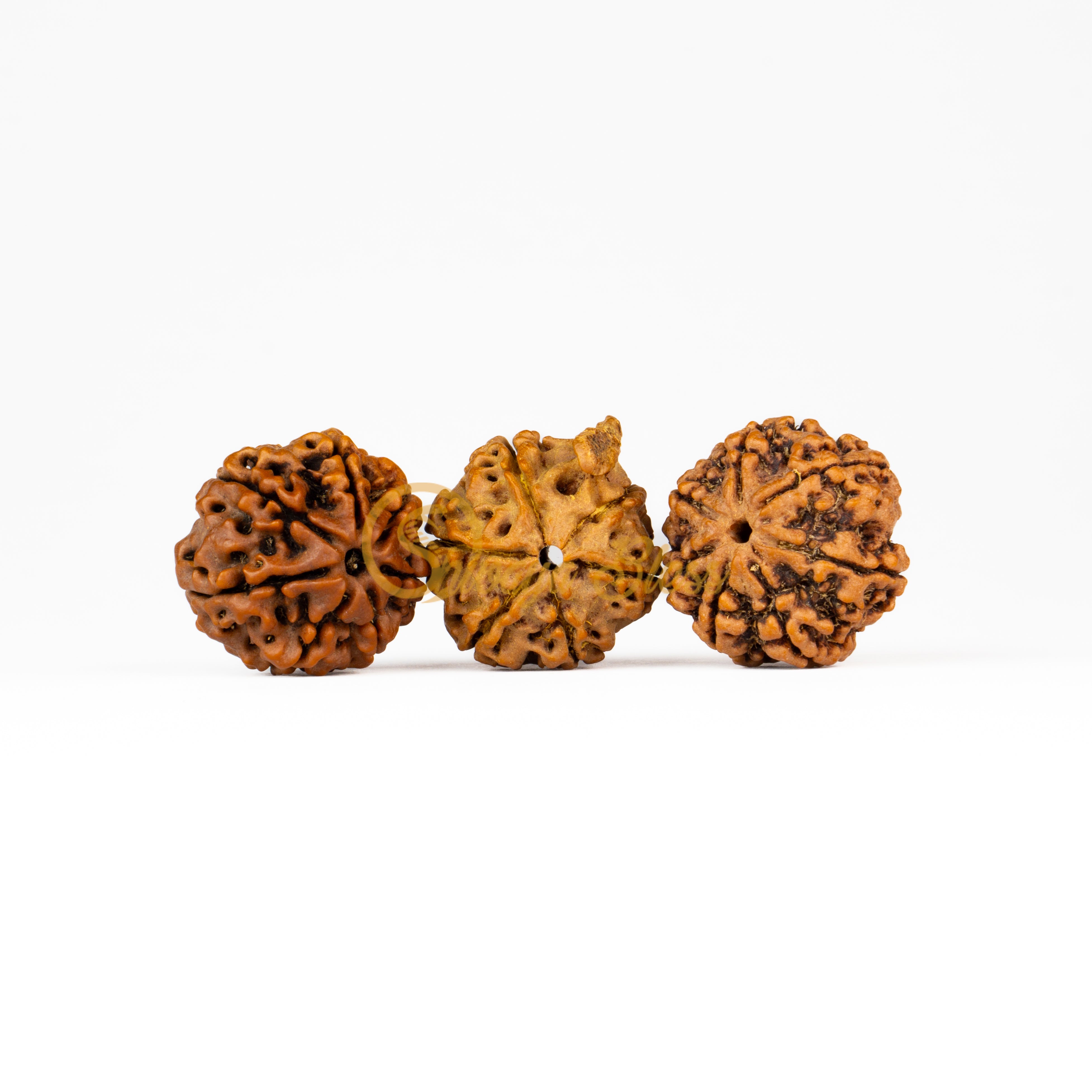 Front view of a large Nepal 7-7-Ganesha Rudraksha combination, displayed against a white background