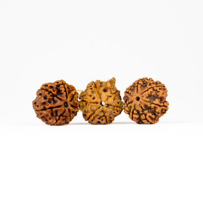 Front view of a large Nepal 7-7-Ganesha Rudraksha combination, displayed against a white background