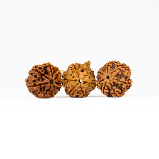 Front view of a large Nepal 7-7-Ganesha Rudraksha combination, displayed against a white background