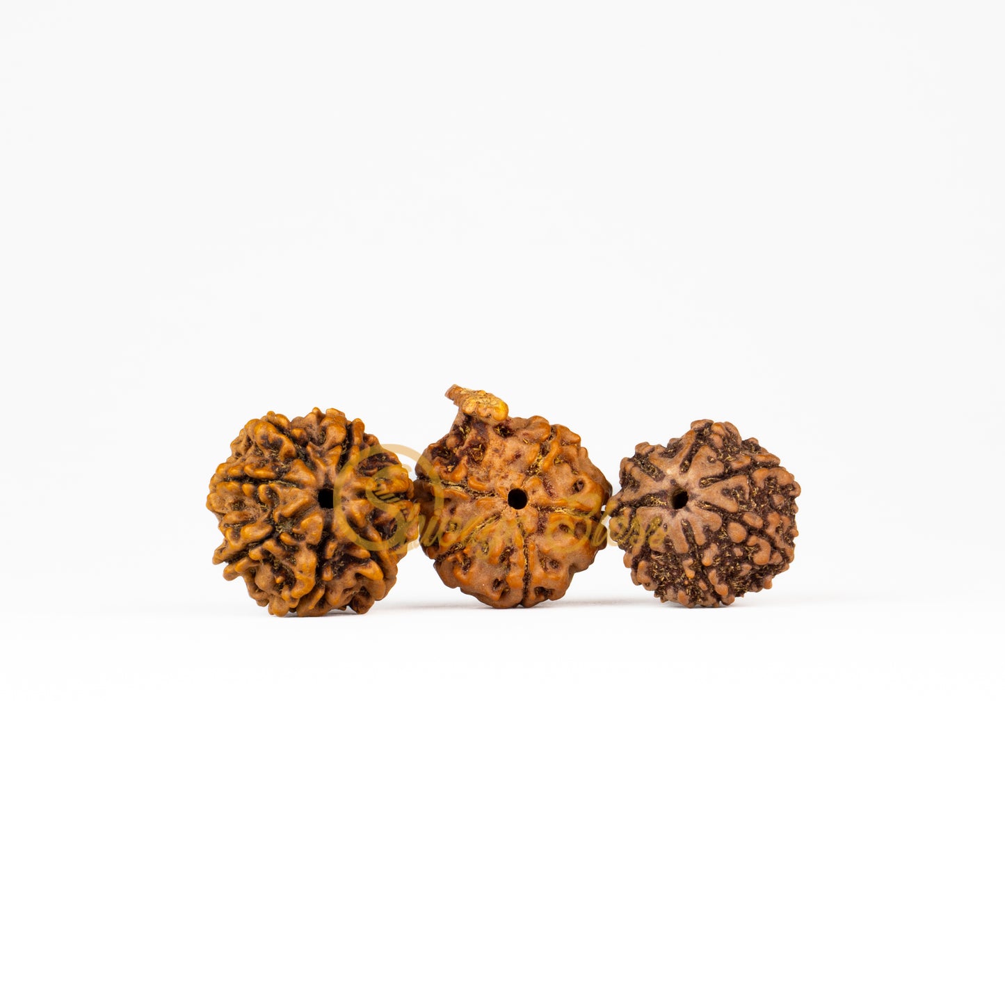 Front view of a regular Nepal 7-7-Ganesha Rudraksha combination, displayed against a white background