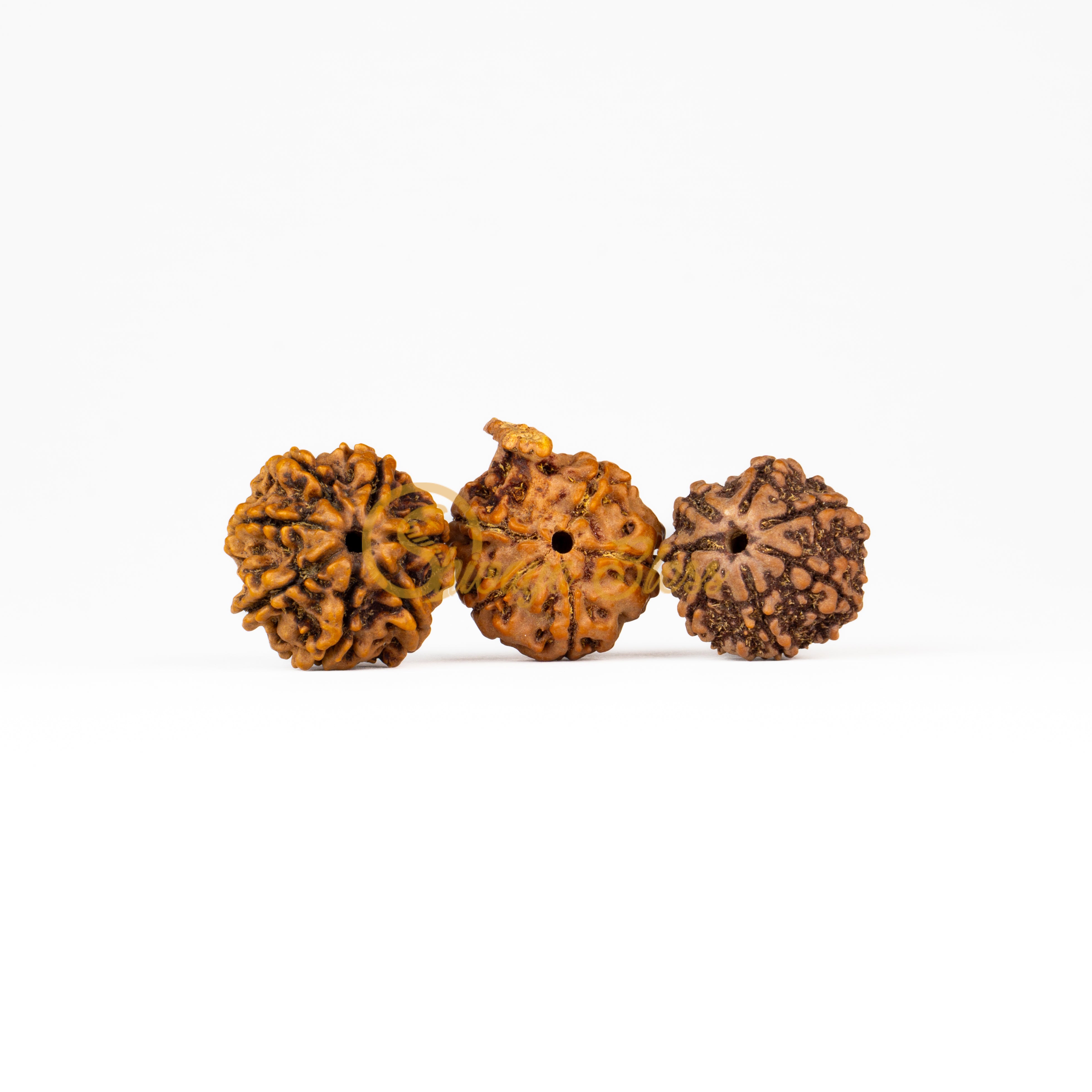 Front view of a regular Nepal 7-7-Ganesha Rudraksha combination, displayed against a white background