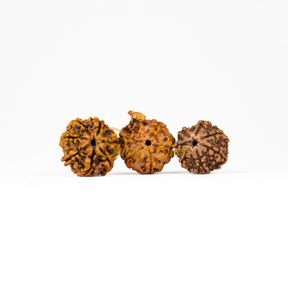 Front view of a regular Nepal 7-7-Ganesha Rudraksha combination, displayed against a white background