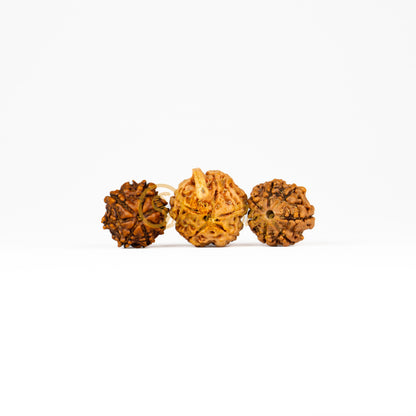 Front view of a small Nepal 7-7-Ganesha Rudraksha combination, displayed against a white background