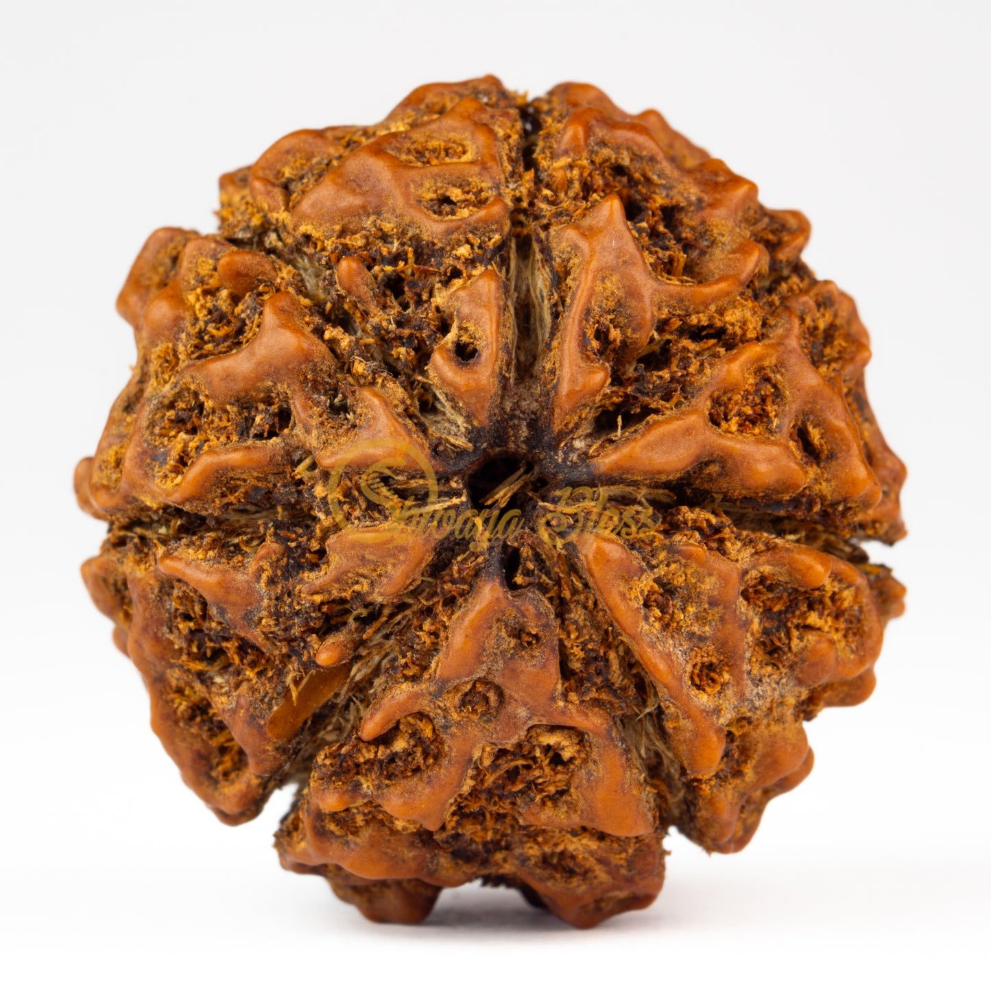 Front view of a grand ASEAN 7 mukhi Rudraksha bead, displayed against a white background