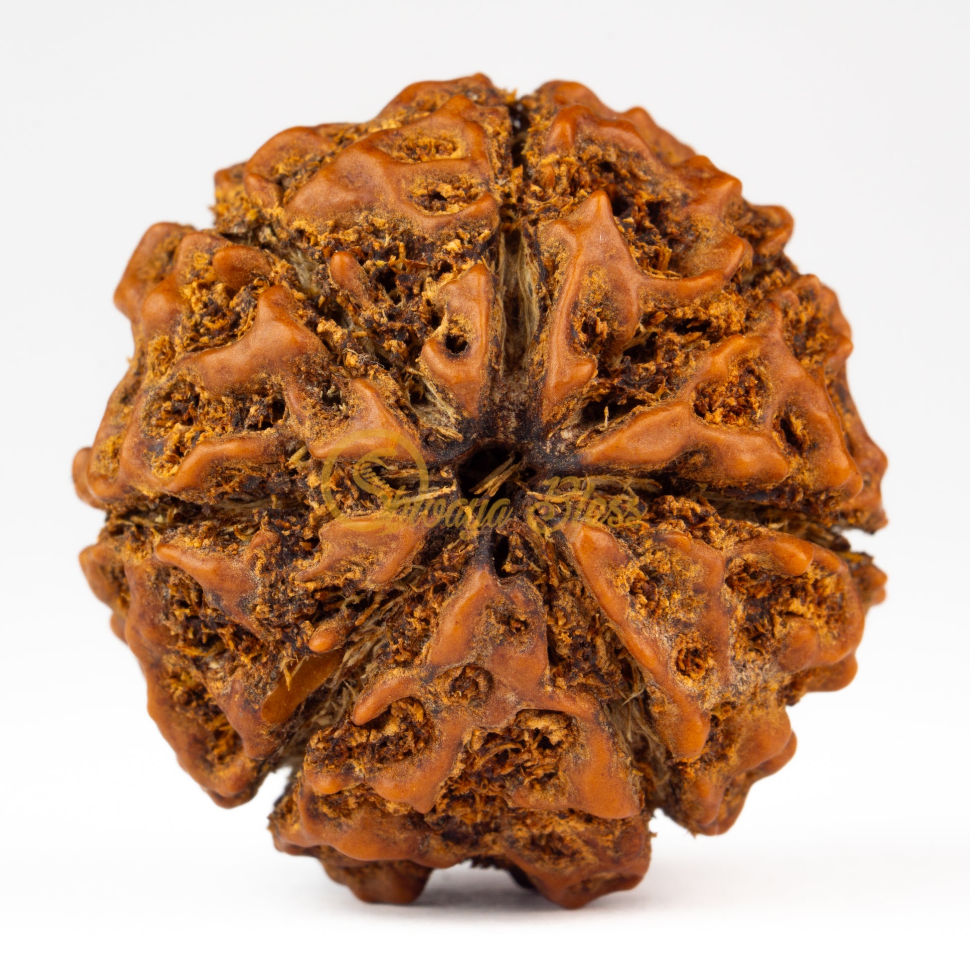 Front view of a grand ASEAN 7 mukhi Rudraksha bead, displayed against a white background