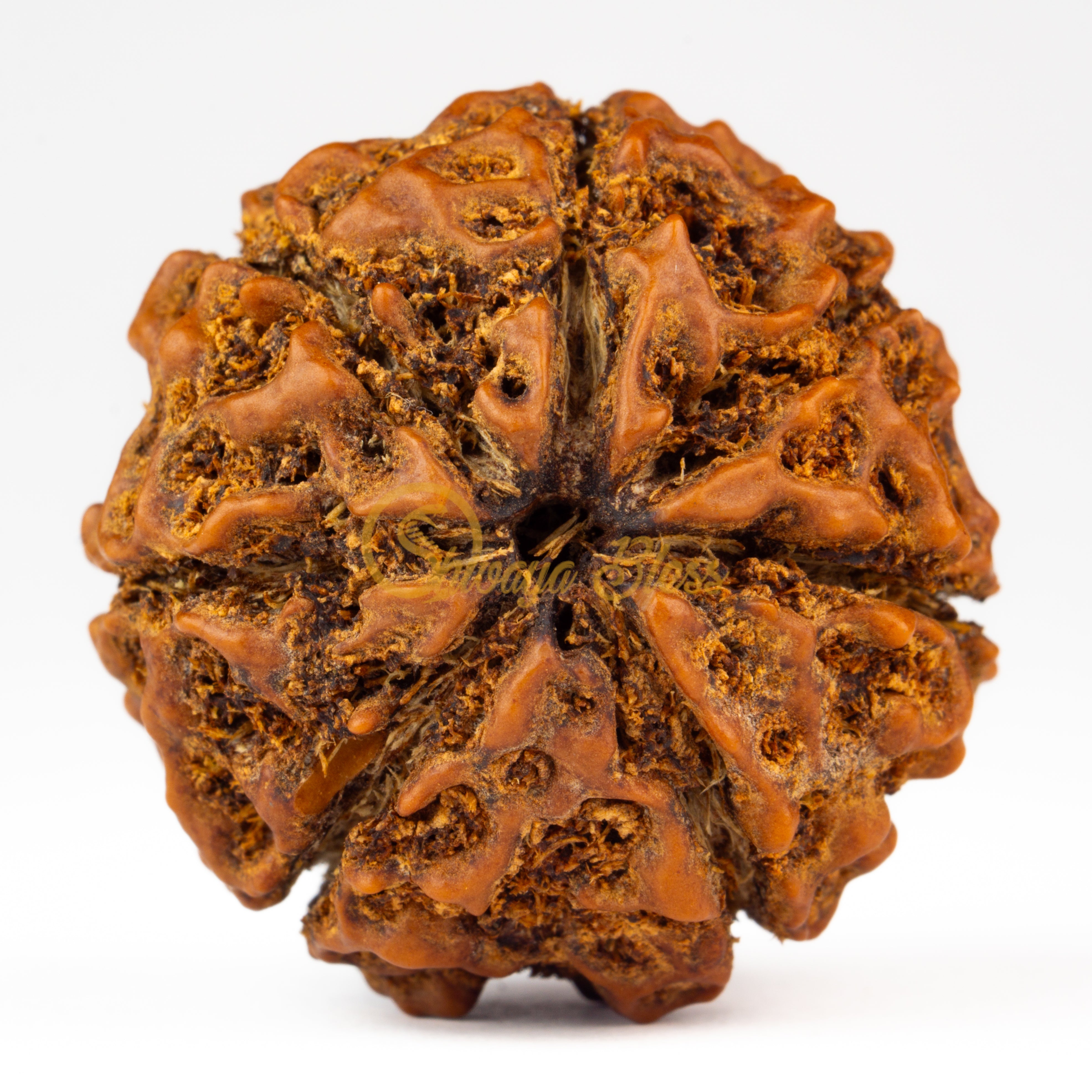 Front view of a grand ASEAN 7 mukhi Rudraksha bead, displayed against a white background