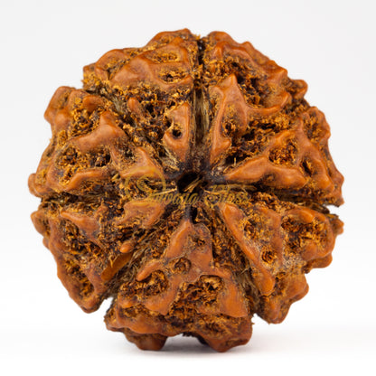 Front view of a grand ASEAN 7 mukhi Rudraksha bead, displayed against a white background
