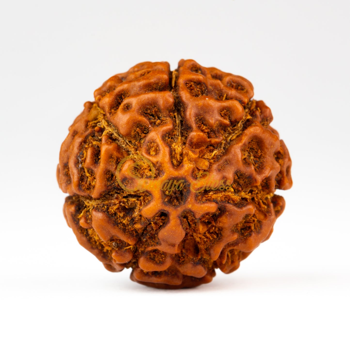 Front view of a large ASEAN 7 mukhi Rudraksha bead, displayed against a white background