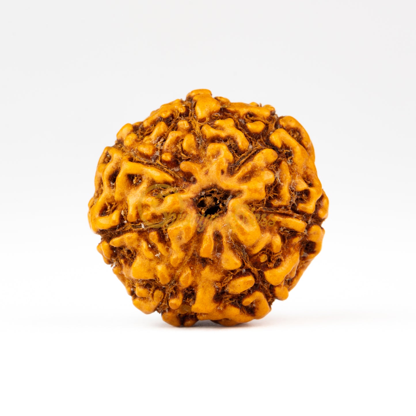 Front view of a regular ASEAN 7 mukhi Rudraksha bead, displayed against a white background