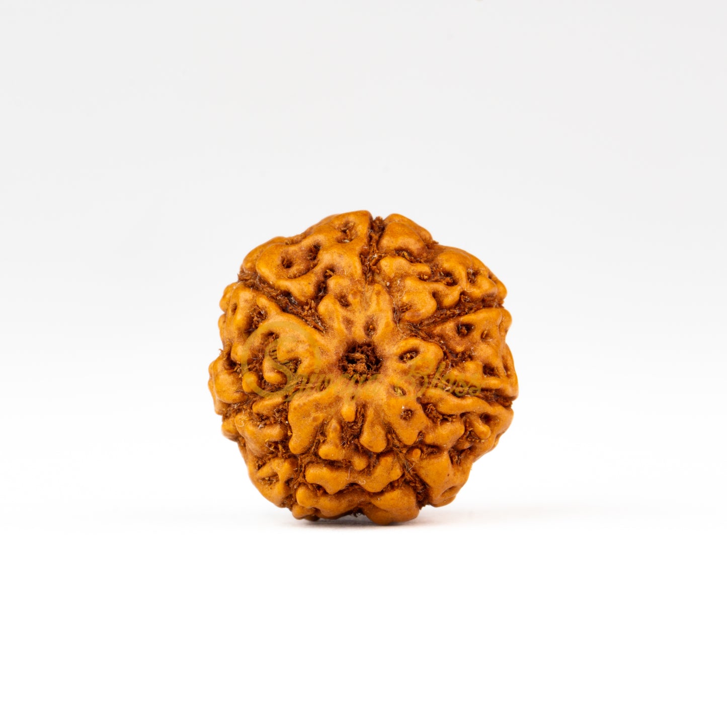 Front view of a small ASEAN 7 mukhi Rudraksha bead, displayed against a white background