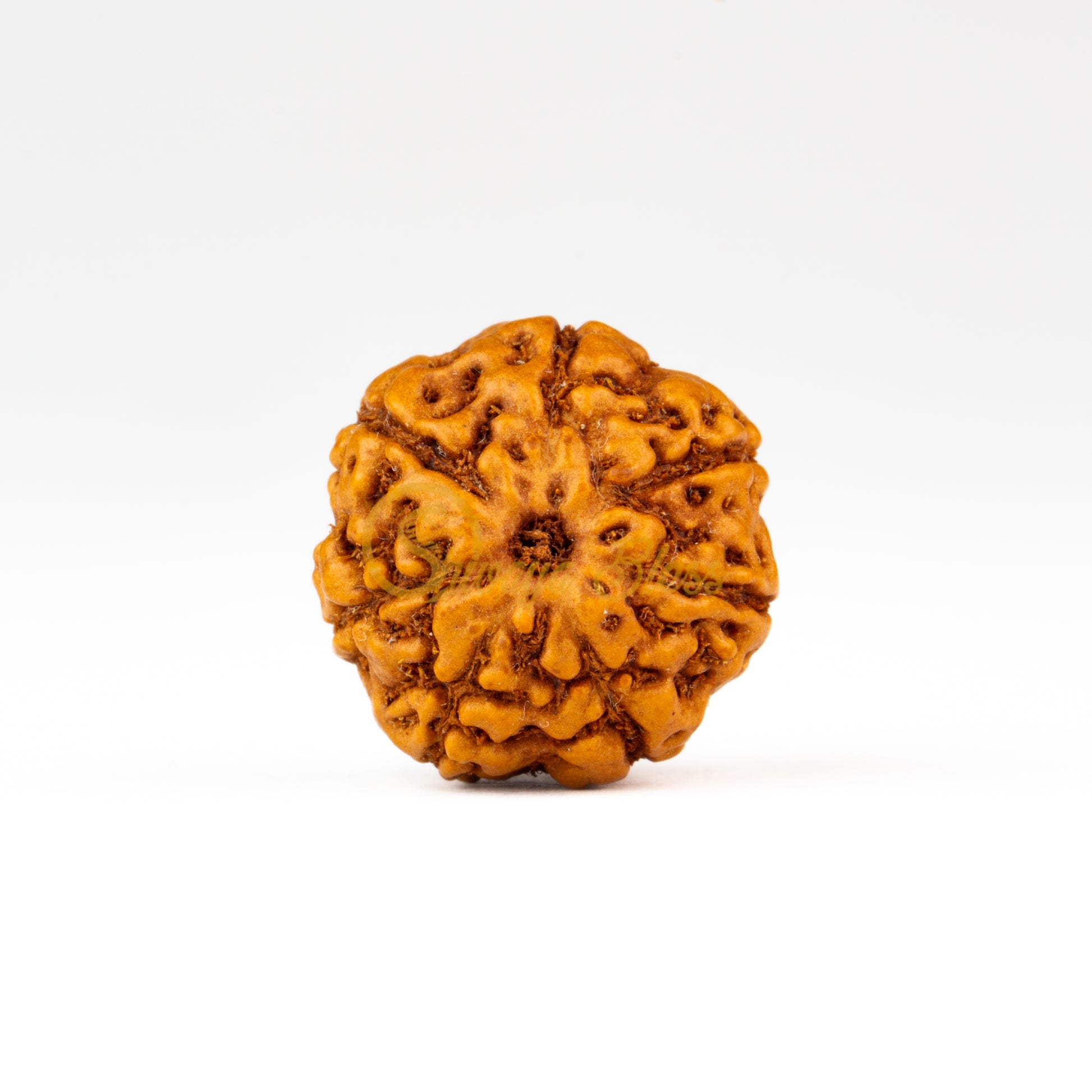 Front view of a small ASEAN 7 mukhi Rudraksha bead, displayed against a white background