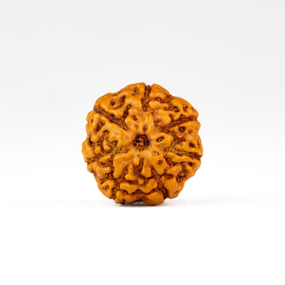 Front view of a small ASEAN 7 mukhi Rudraksha bead, displayed against a white background